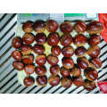 2021 New Harvest Export Natural Hot Selling Good Chinese Fresh Chestnut